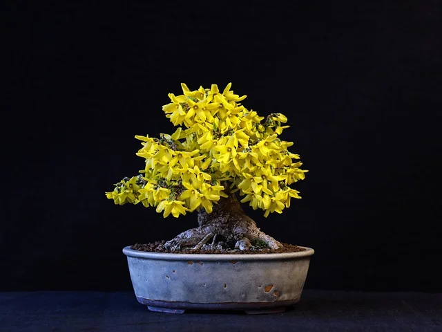 bonsai-amarillo